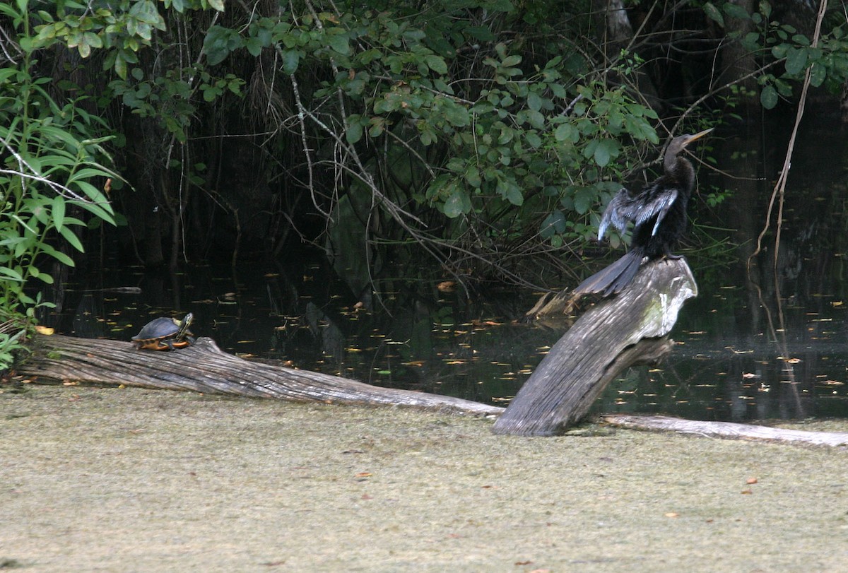 Amerika-Schlangenhalsvogel - ML617989683