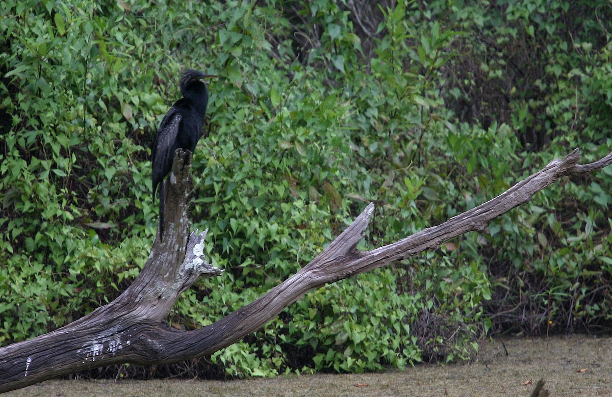 Anhinga Americana - ML617989689