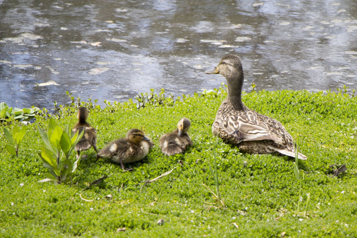 Canard colvert - ML617989699