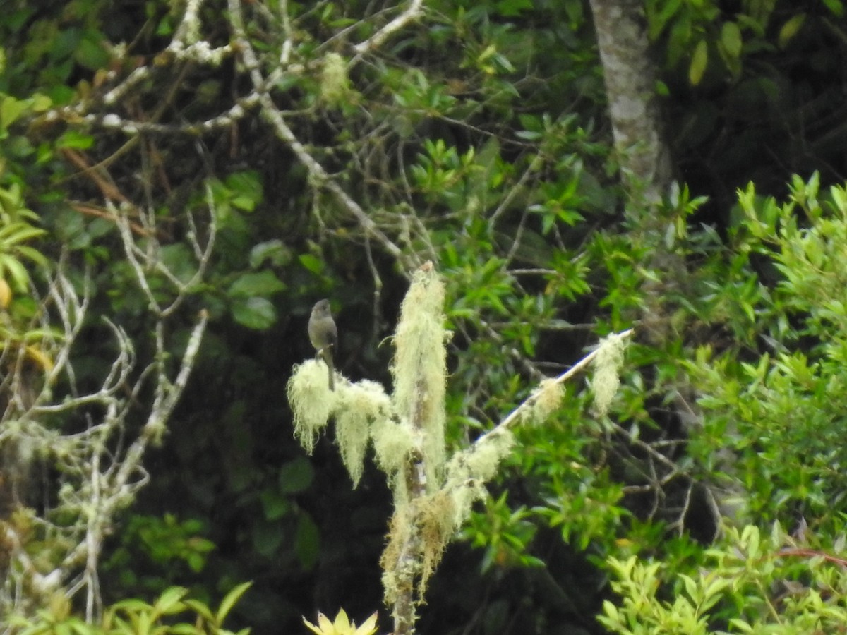 Dark Pewee - ML617989708