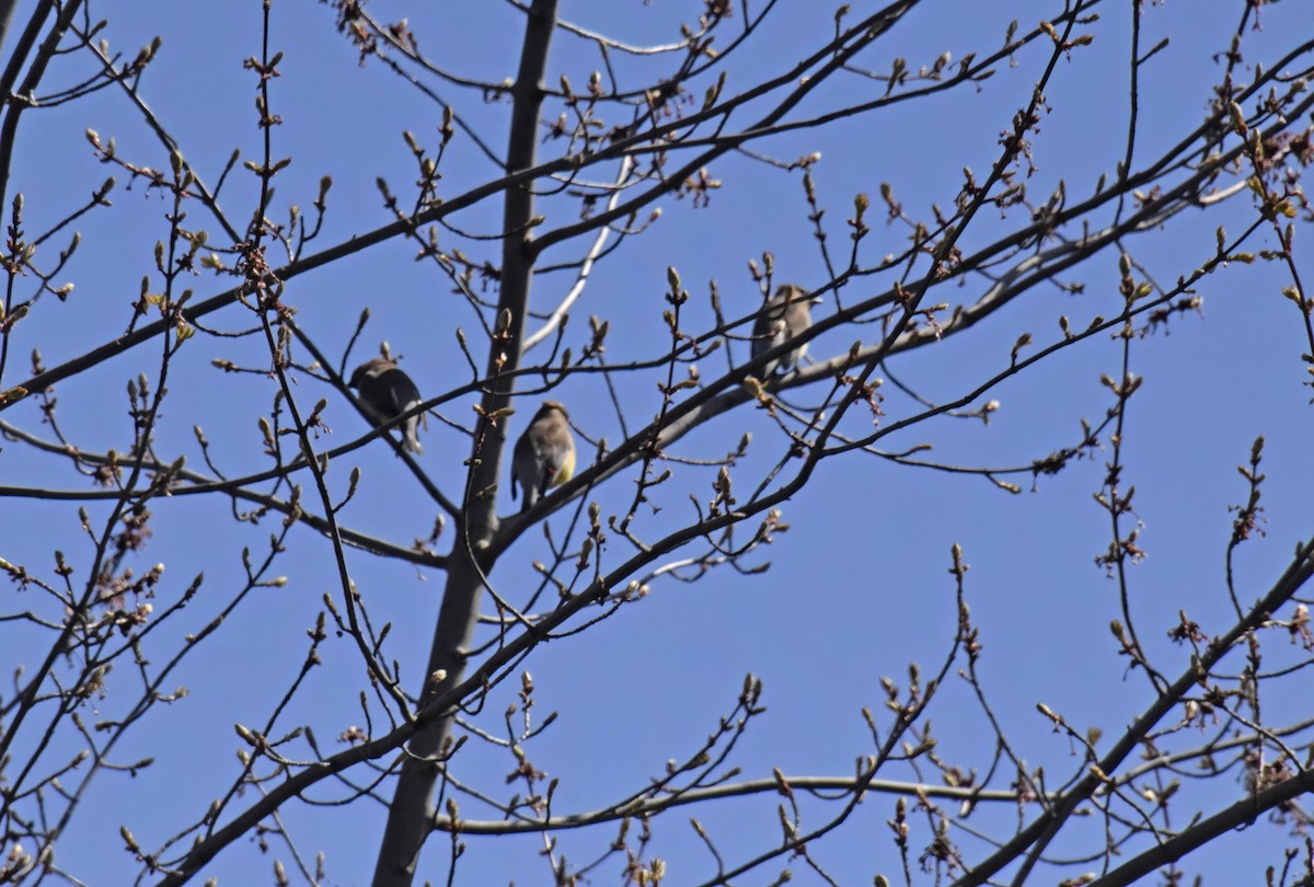 Cedar Waxwing - ML617989712
