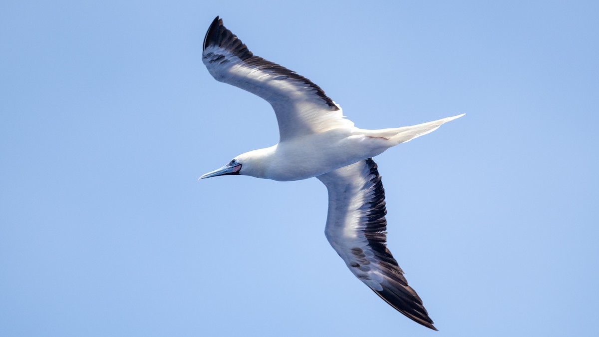 Masked Booby - Steve McInnis