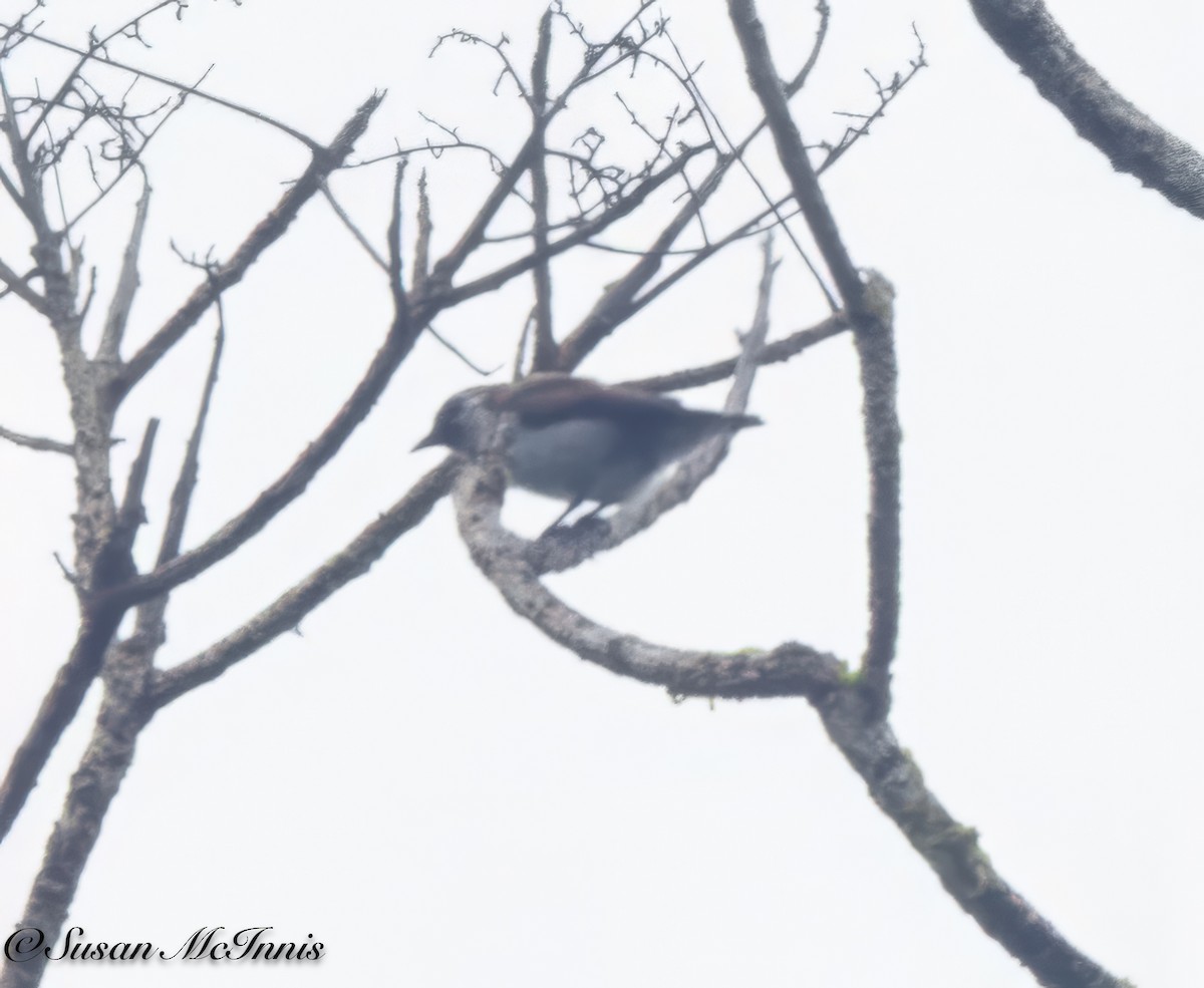 Mottled Flowerpecker - ML617989733