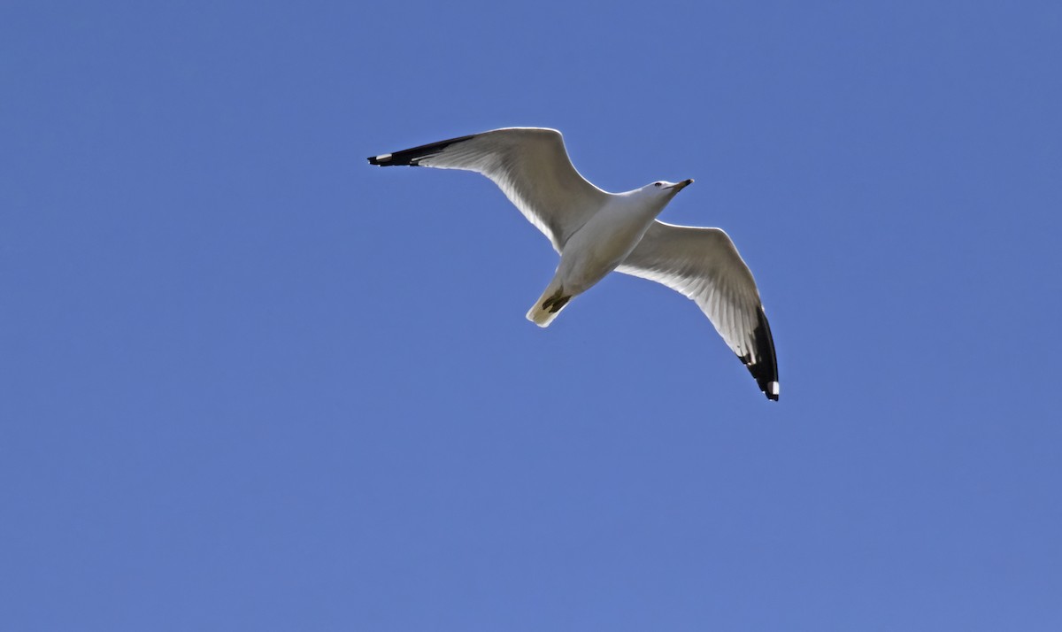 Ring-billed Gull - ML617989741