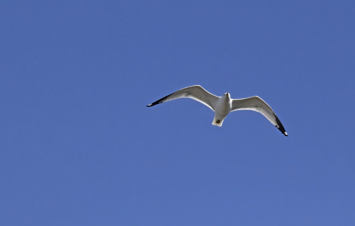 Ring-billed Gull - ML617989742