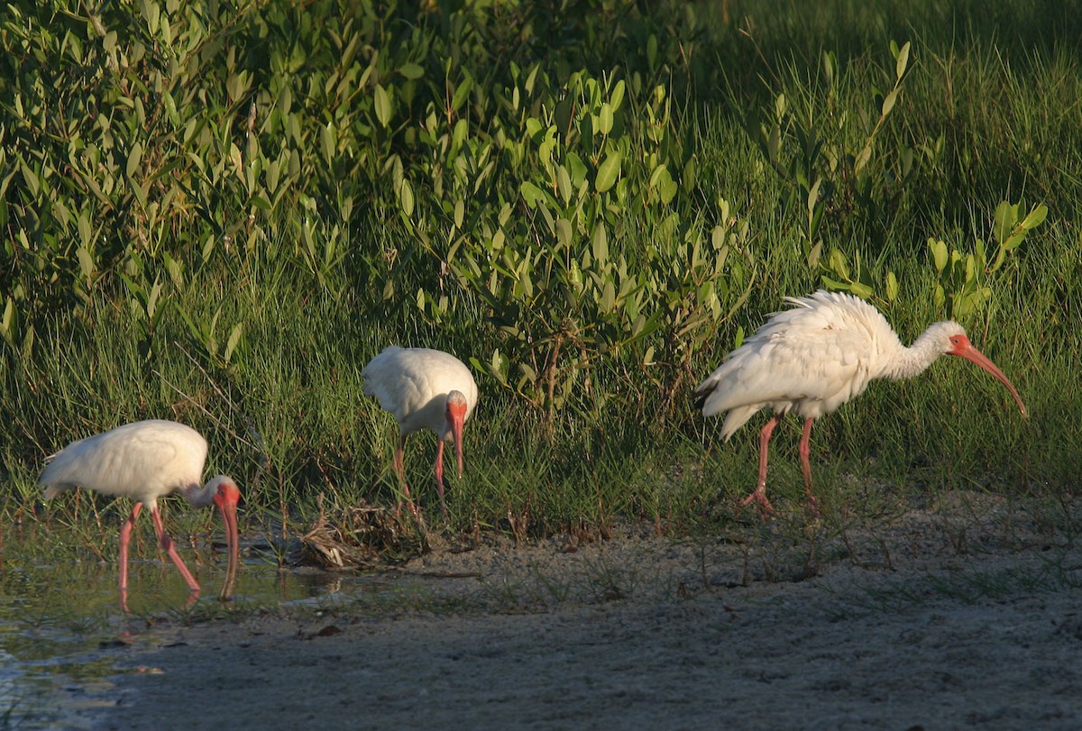 White Ibis - ML617989753