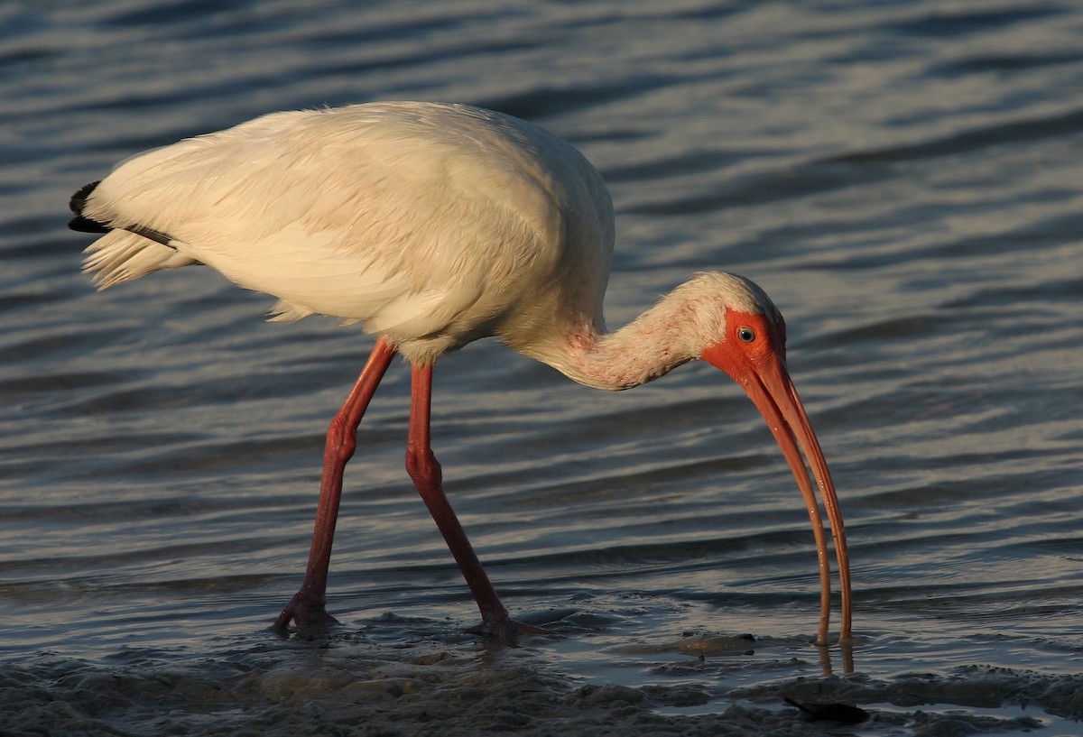 White Ibis - William Clark