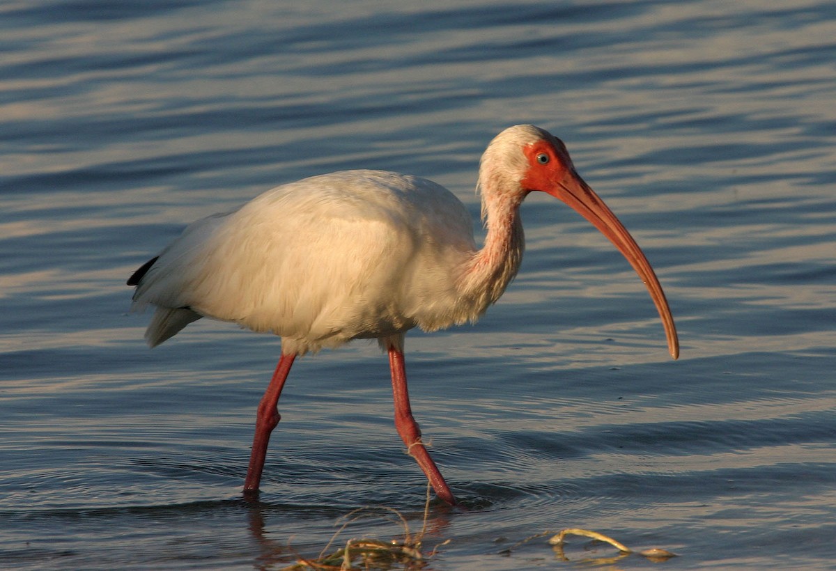 White Ibis - William Clark