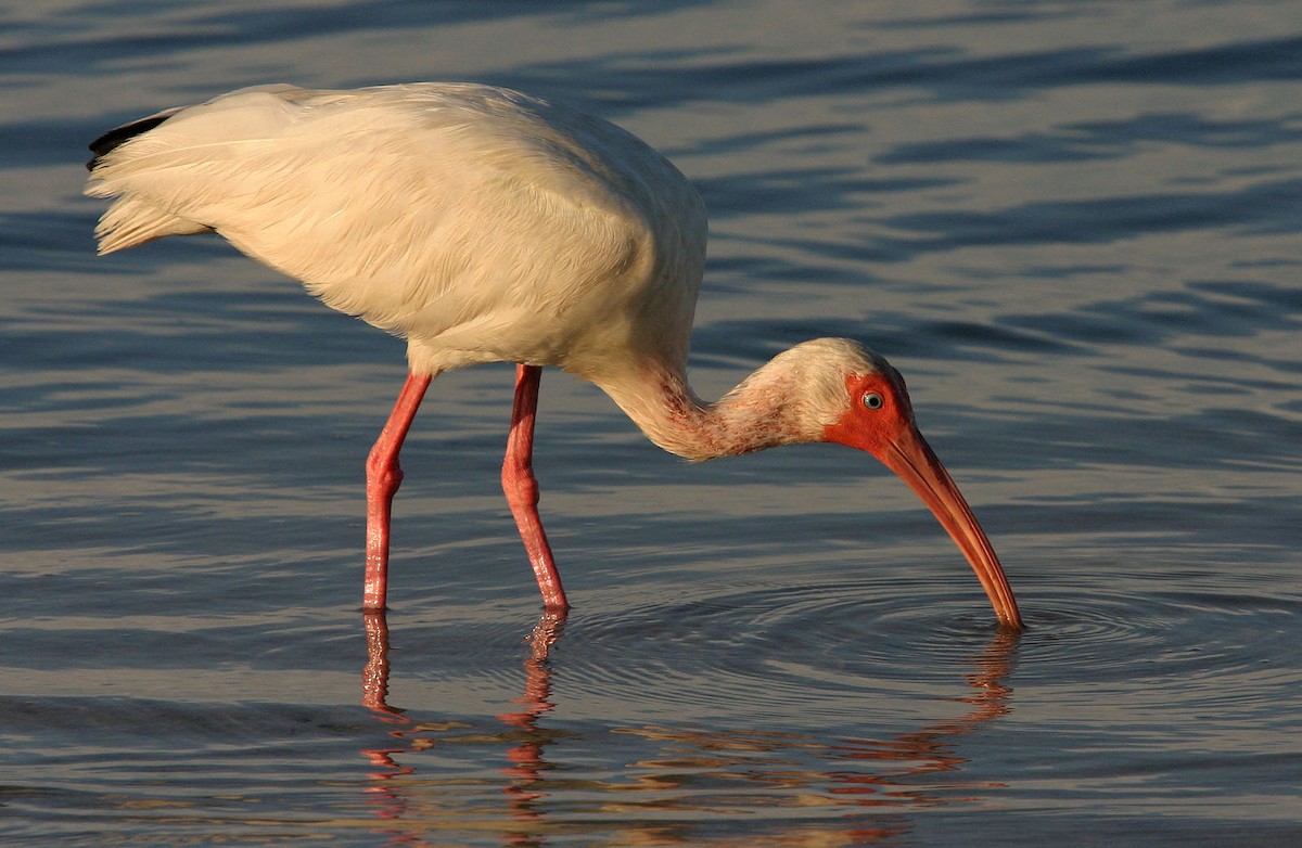 White Ibis - ML617989772