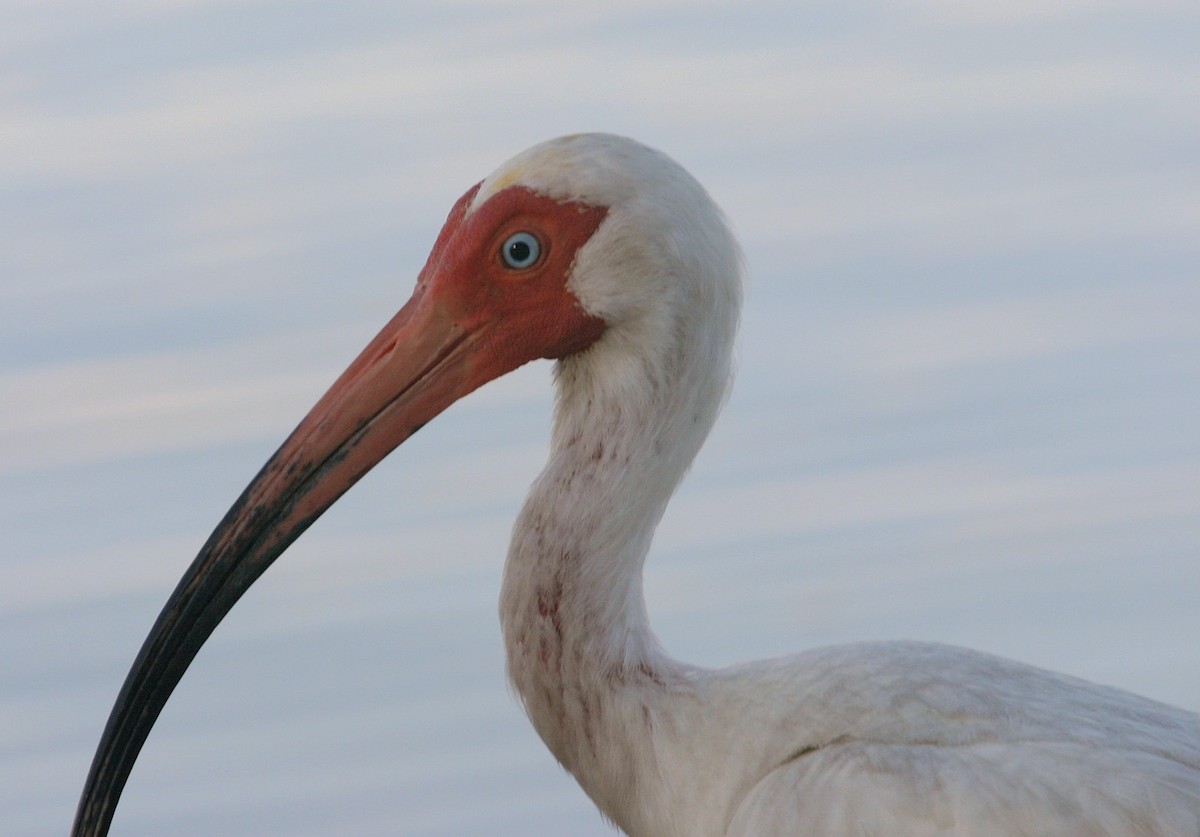 White Ibis - ML617989778