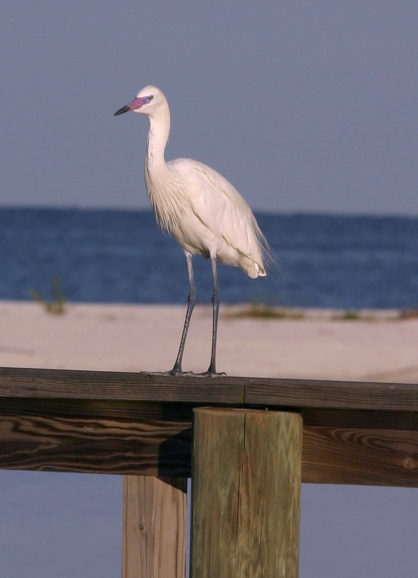 Reddish Egret - William Clark