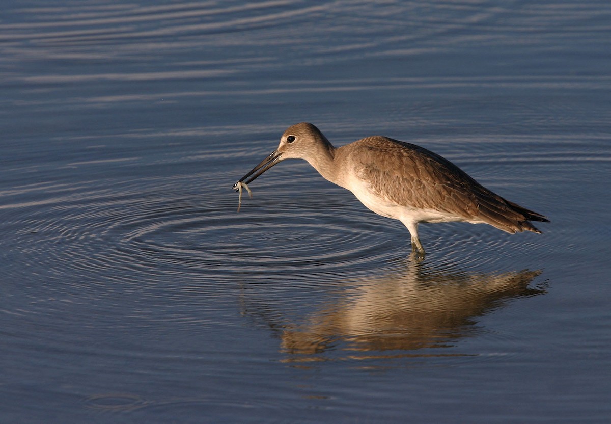 Willet - ML617989793