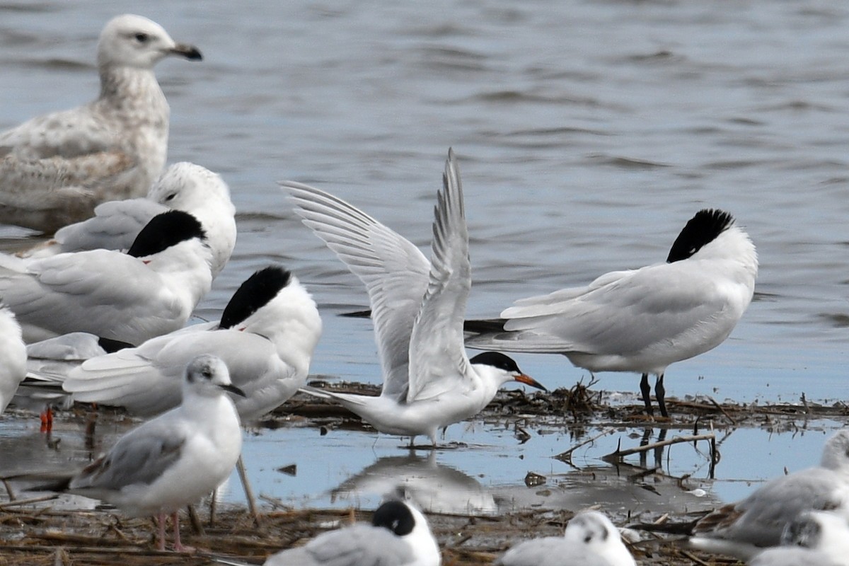 Forster's Tern - ML617989795