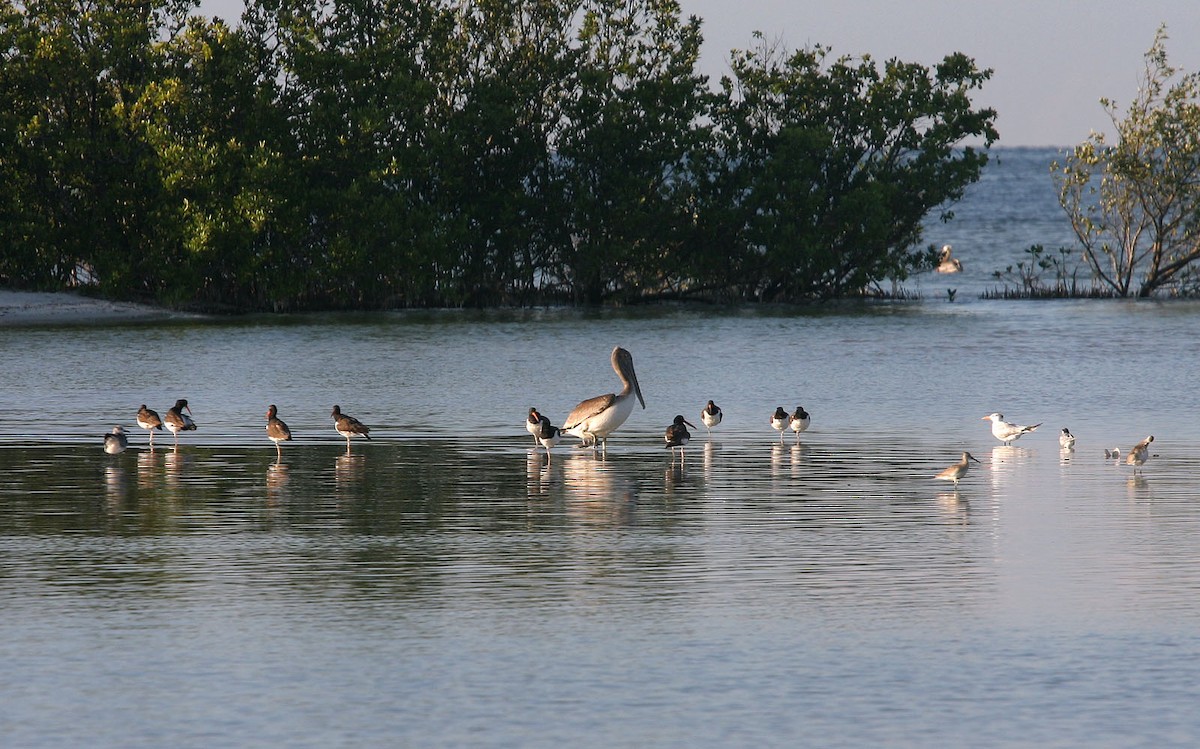 American Oystercatcher - ML617989805