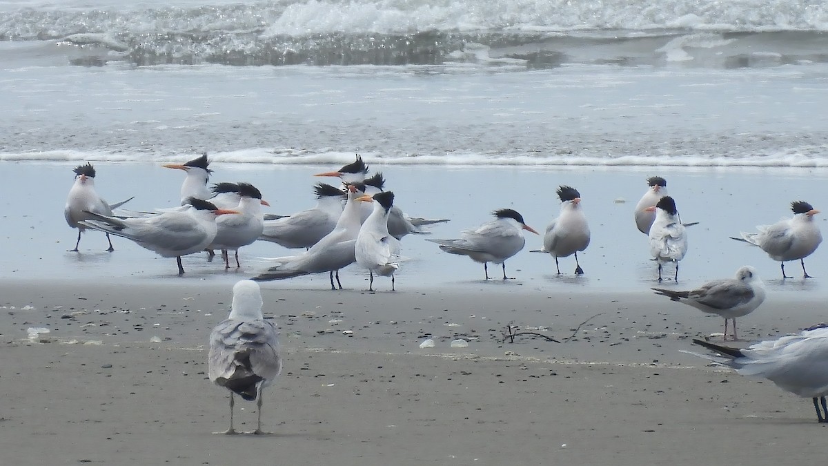 Elegant Tern - ML617989817
