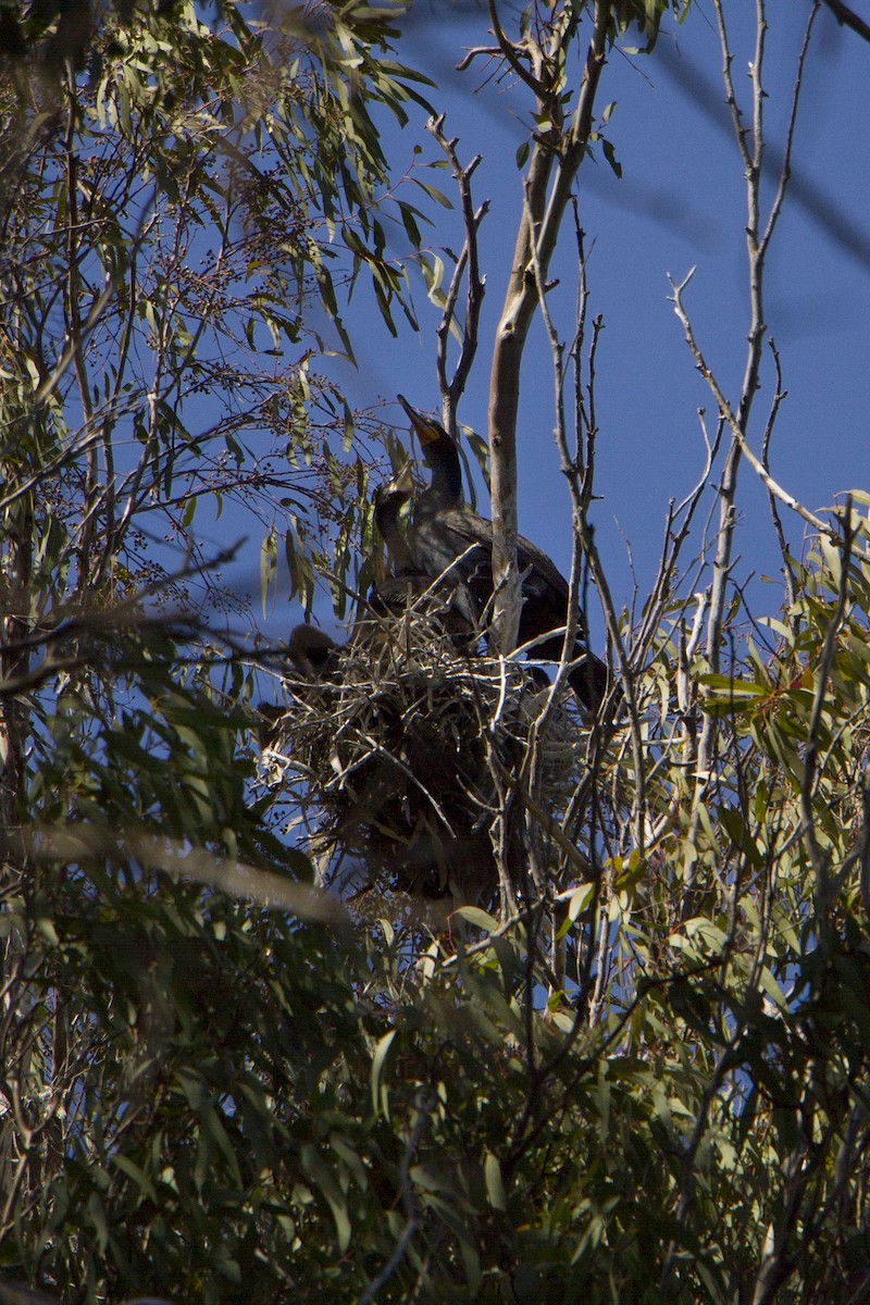 Cormorán Orejudo - ML617989837