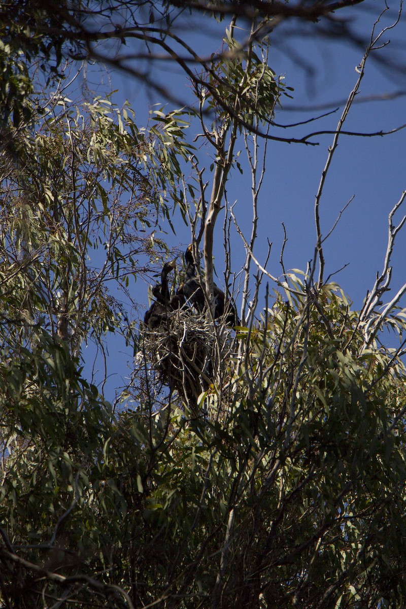 Double-crested Cormorant - ML617989838