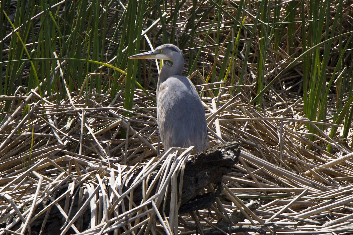 Great Blue Heron - ML617989843