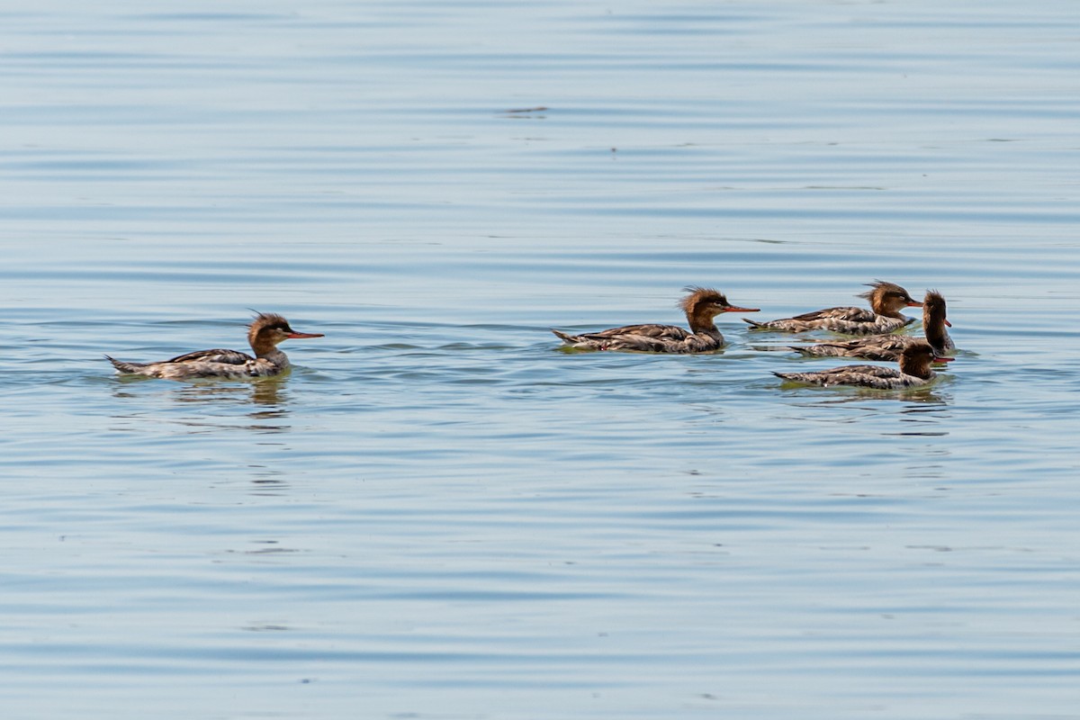 Red-breasted Merganser - ML617989866