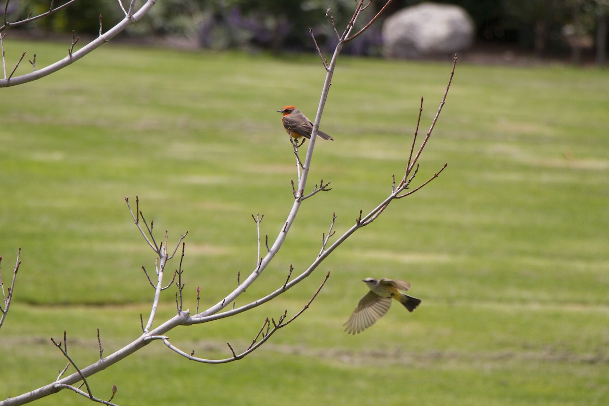 Vermilion Flycatcher - ML617989901