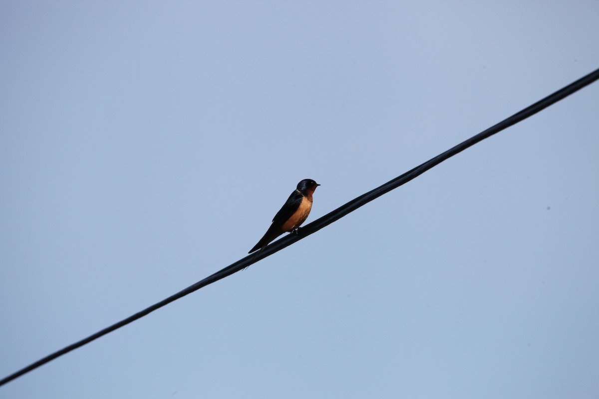 Barn Swallow - ML617989943