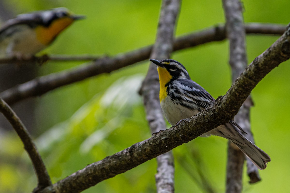 Yellow-throated Warbler - ML617989956