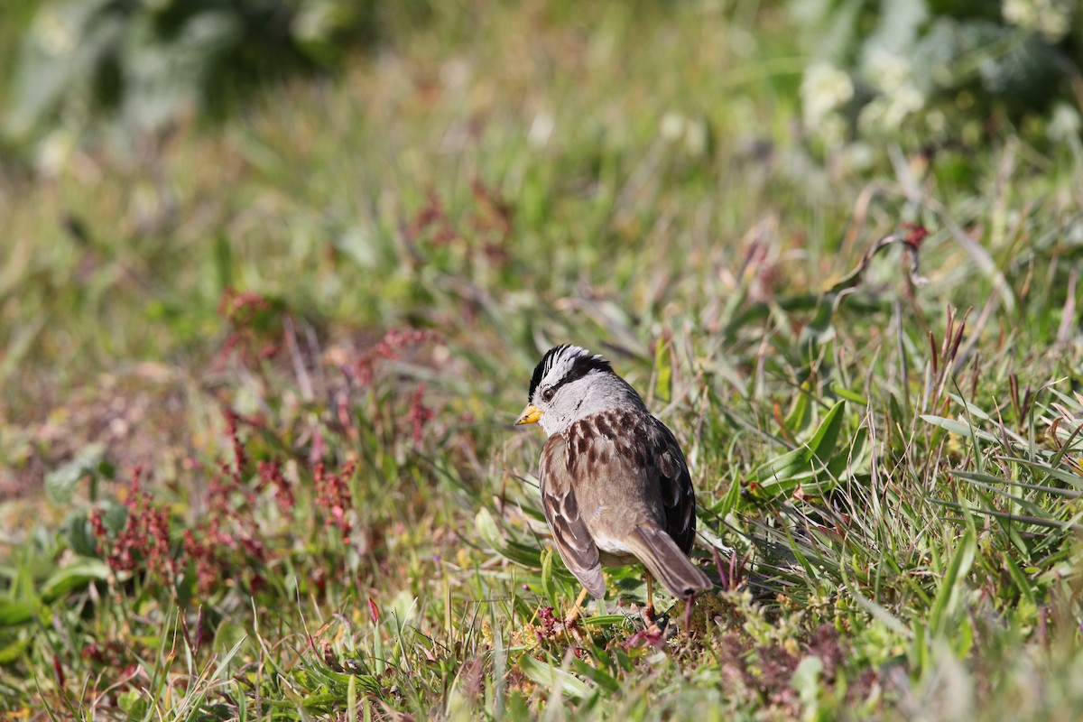 White-crowned Sparrow - ML617989966