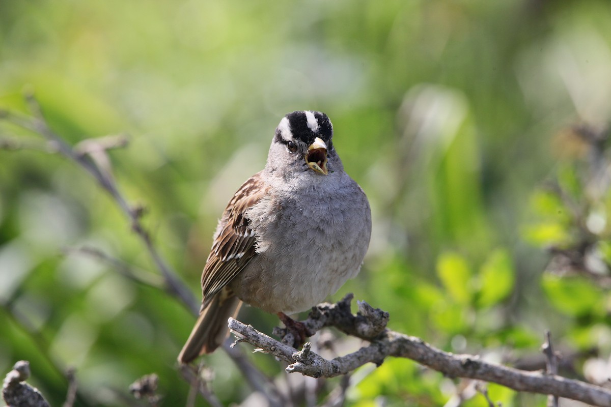 White-crowned Sparrow - ML617989977