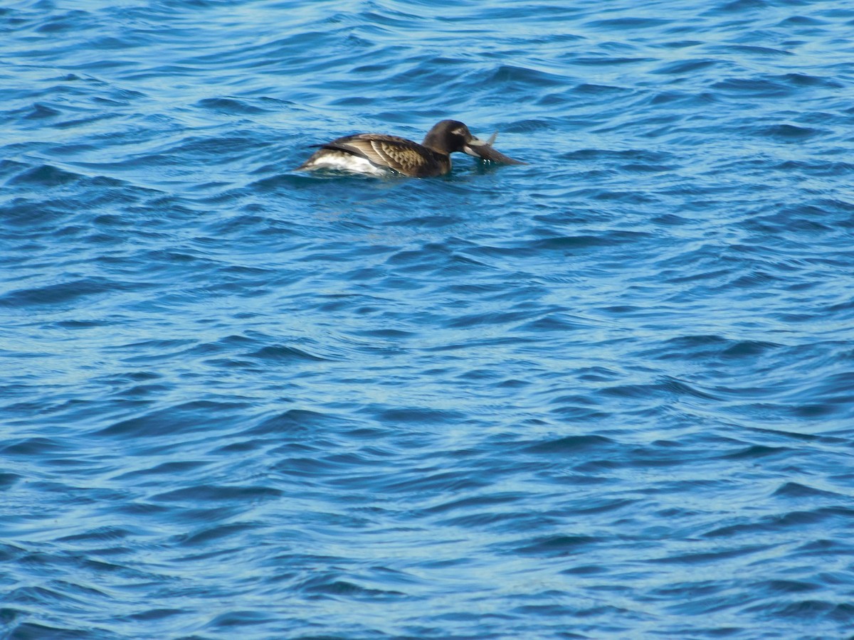 Long-tailed Duck - ML617989978
