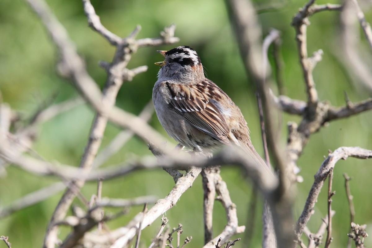 White-crowned Sparrow - ML617989982