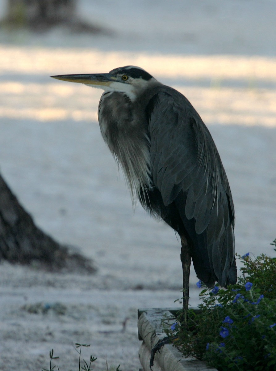 Great Blue Heron - ML617990023