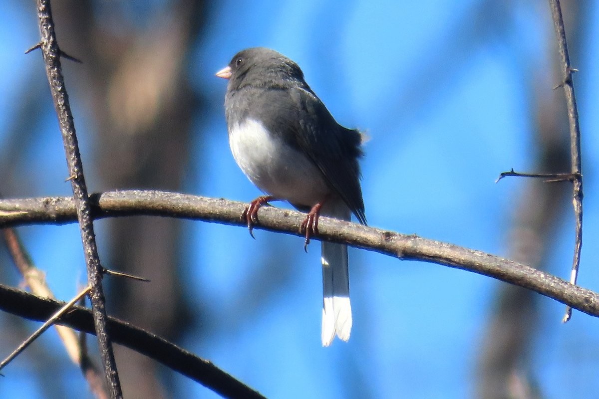 Dark-eyed Junco - Robert Keereweer