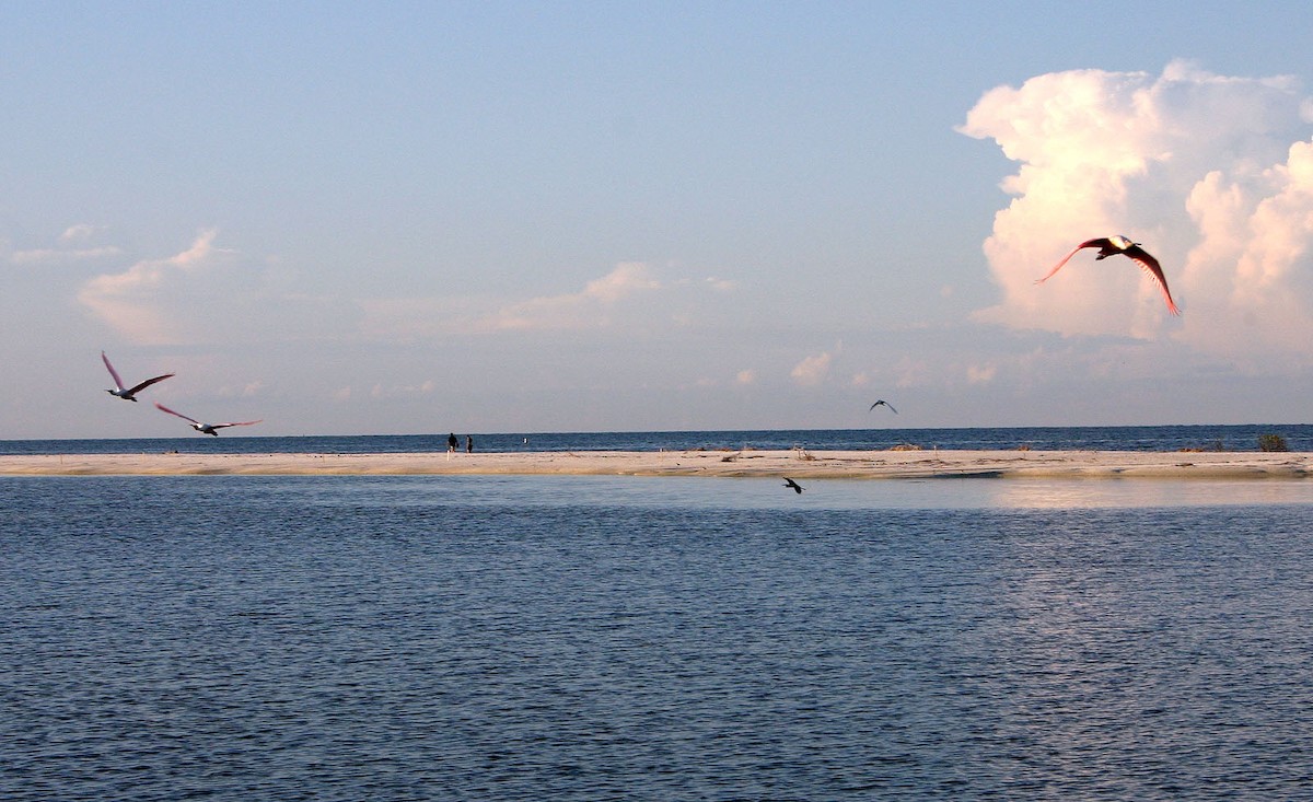 Roseate Spoonbill - ML617990030