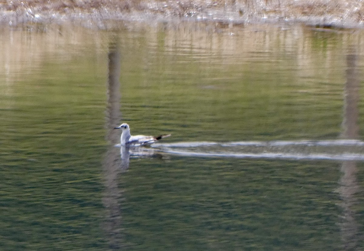 Bonaparte's Gull - ML617990035