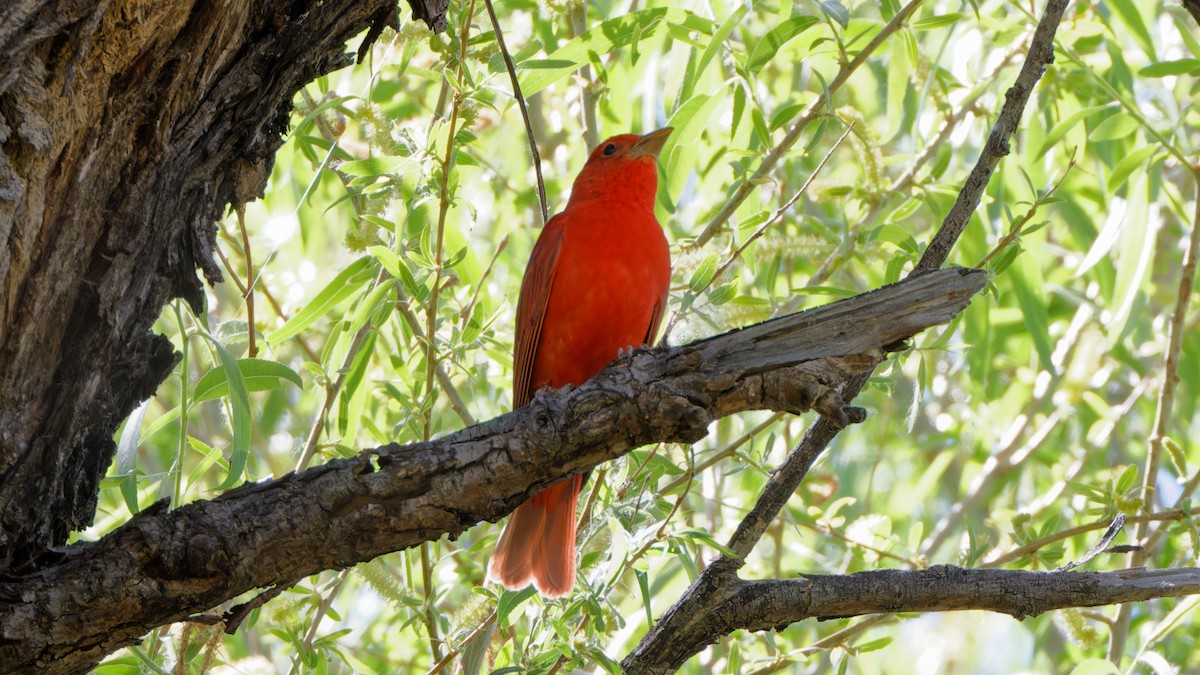 Summer Tanager - Bob Scheidt