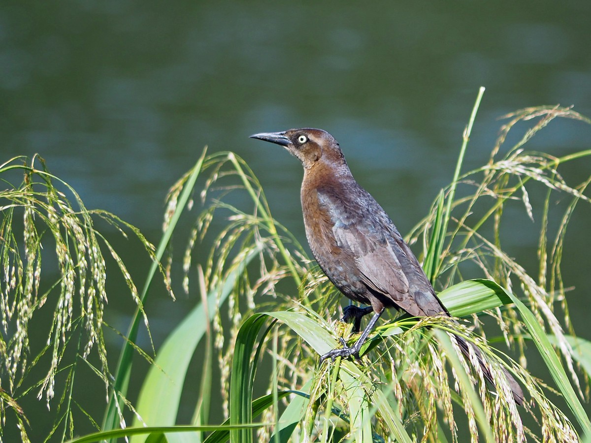 Great-tailed Grackle - ML617990089