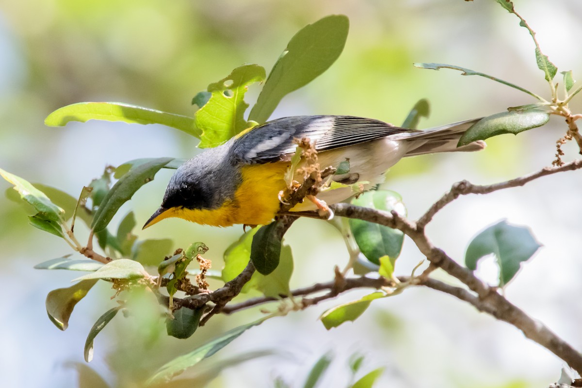 Tropical Parula - ML617990149