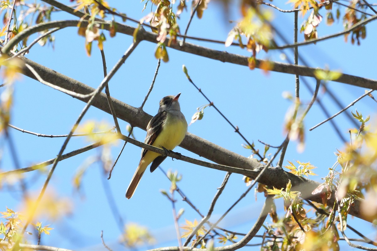 Great Crested Flycatcher - ML617990225