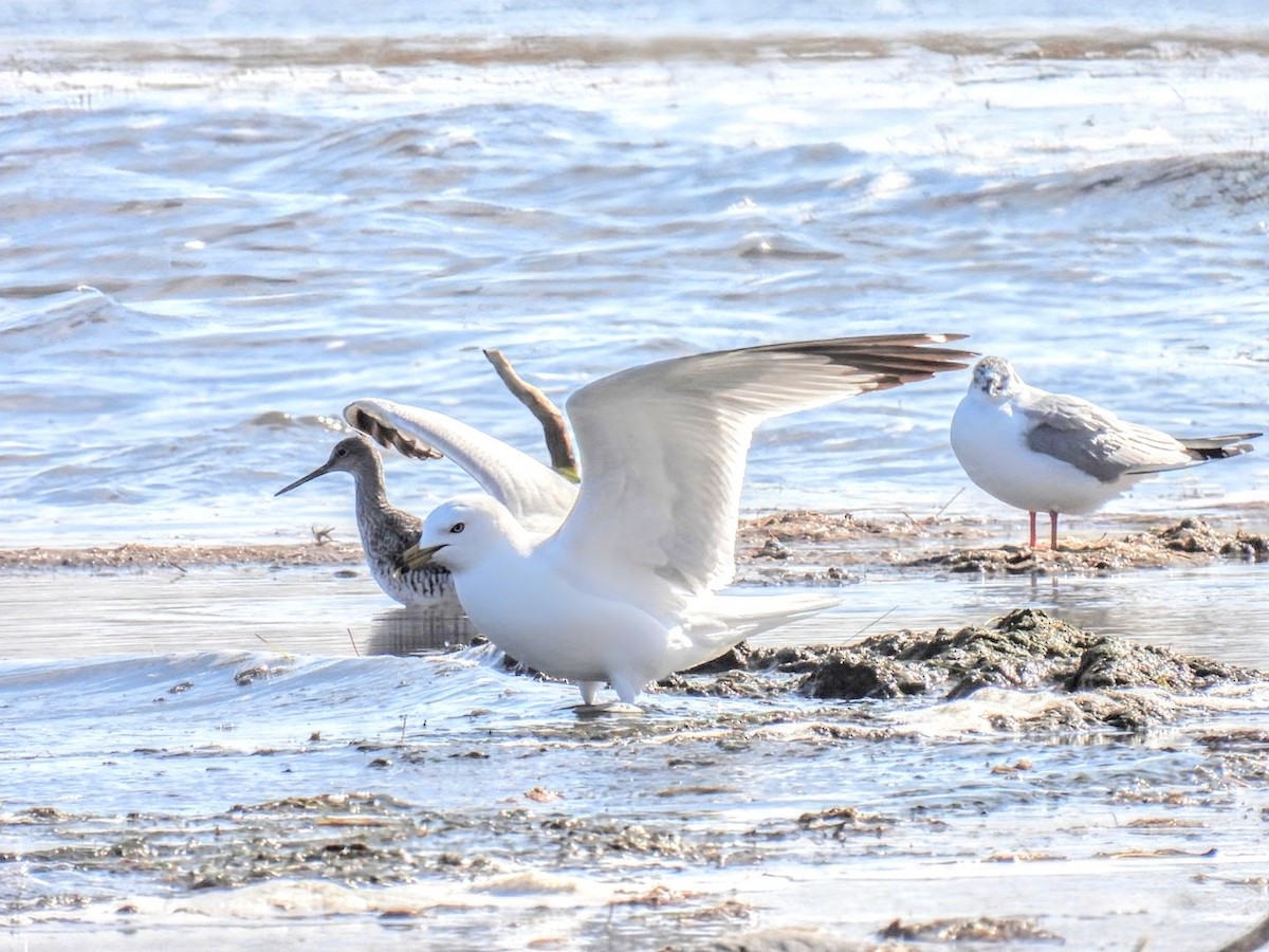 Ring-billed Gull - ML617990229