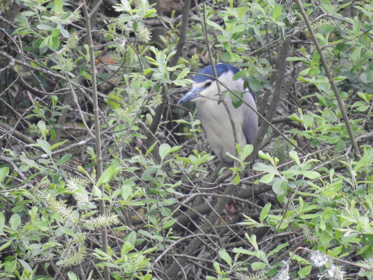 Black-crowned Night Heron - ML617990272