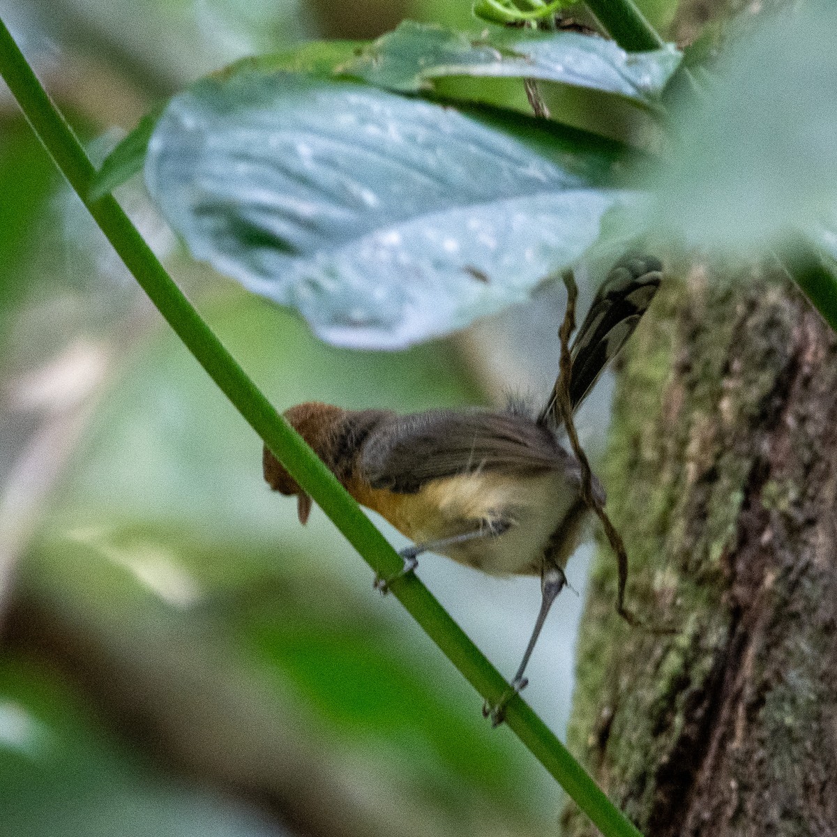 Long-billed Gnatwren - Chris Camarote