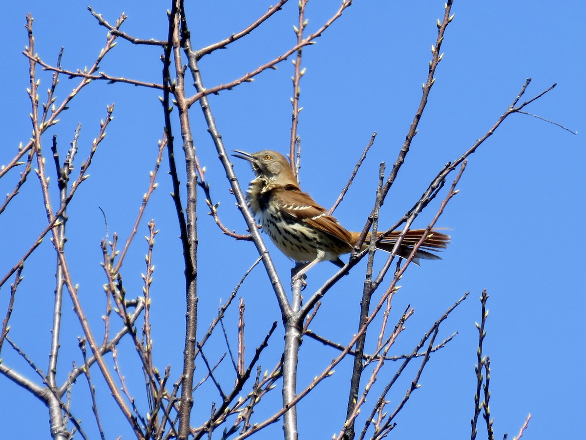 Brown Thrasher - ML617990312