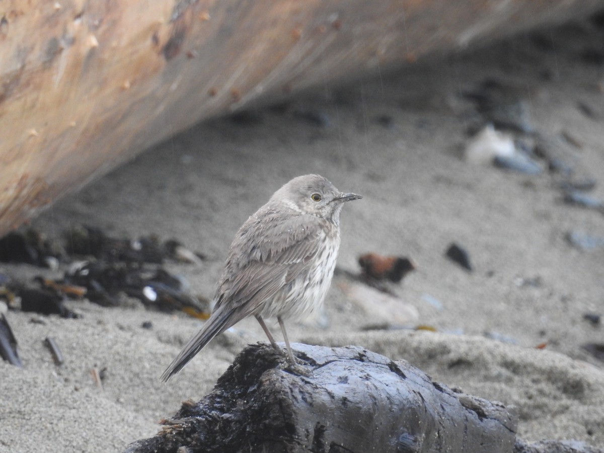 Sage Thrasher - ML617990314