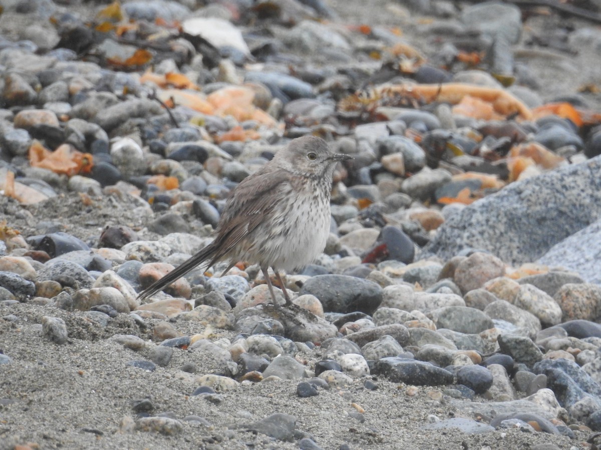 Sage Thrasher - ML617990316