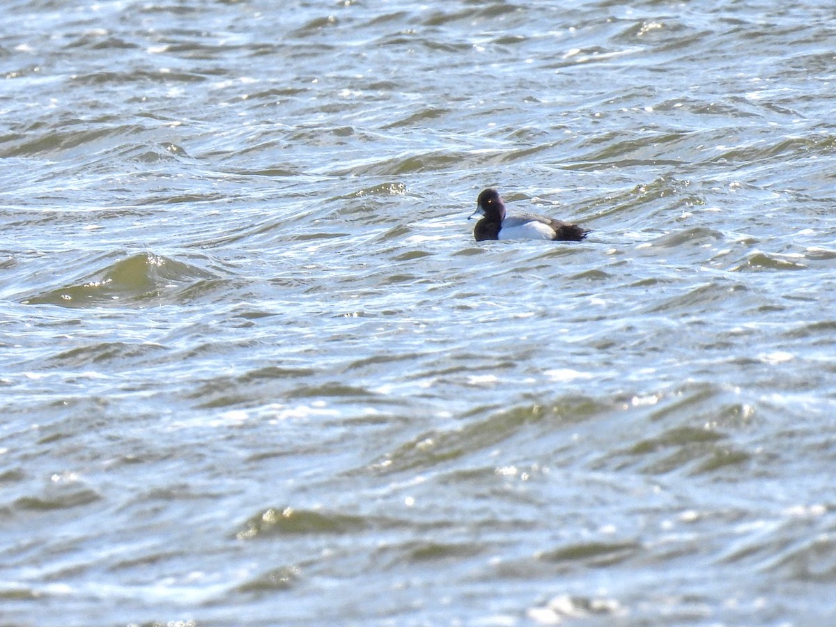 Greater Scaup - ML617990338