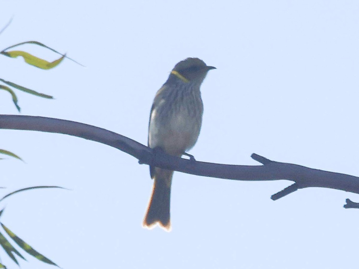 Yellow-plumed Honeyeater - ML617990349