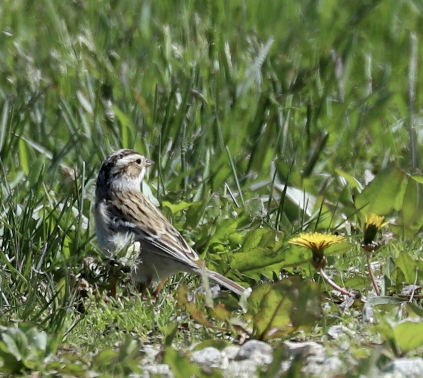 Clay-colored Sparrow - ML617990351