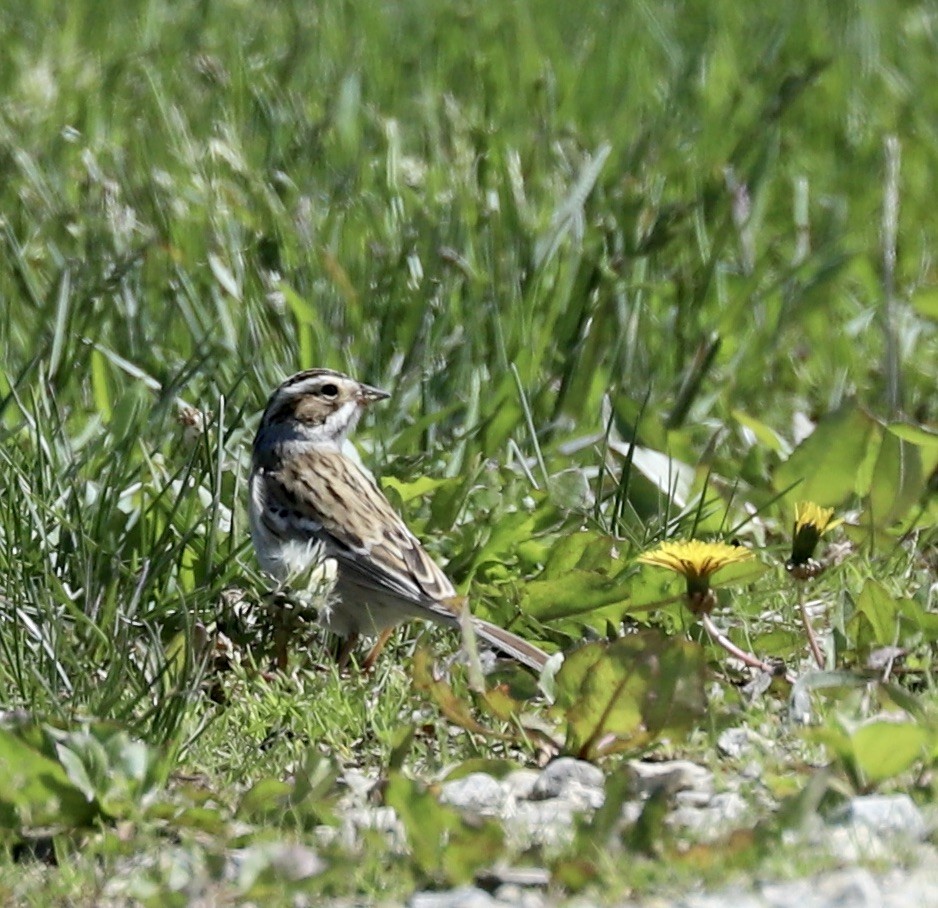 Clay-colored Sparrow - ML617990362