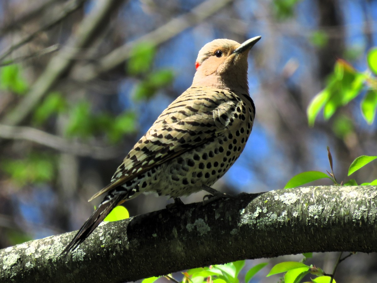 Northern Flicker - ML617990376