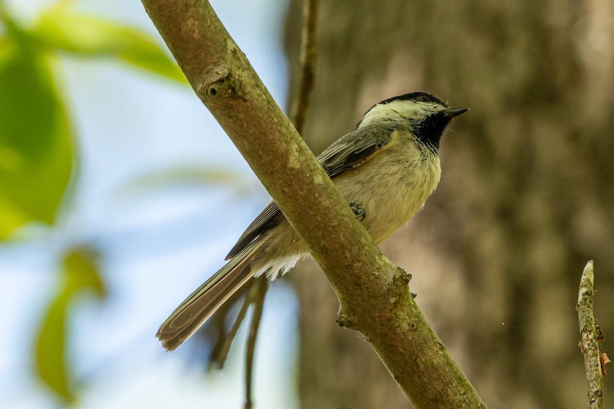 Carolina Chickadee - Kurt Gaskill